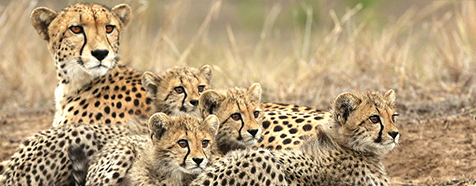 Phinda Wilderness