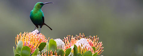 Malachite Sunbird by James Kydd Malachite Sunbird by James Kydd - Bellingham Safaris