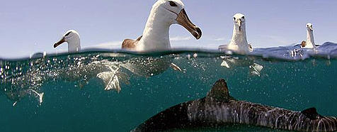 Photo by Chris Fallows Photo by Chris Fallows - Bellingham Safaris