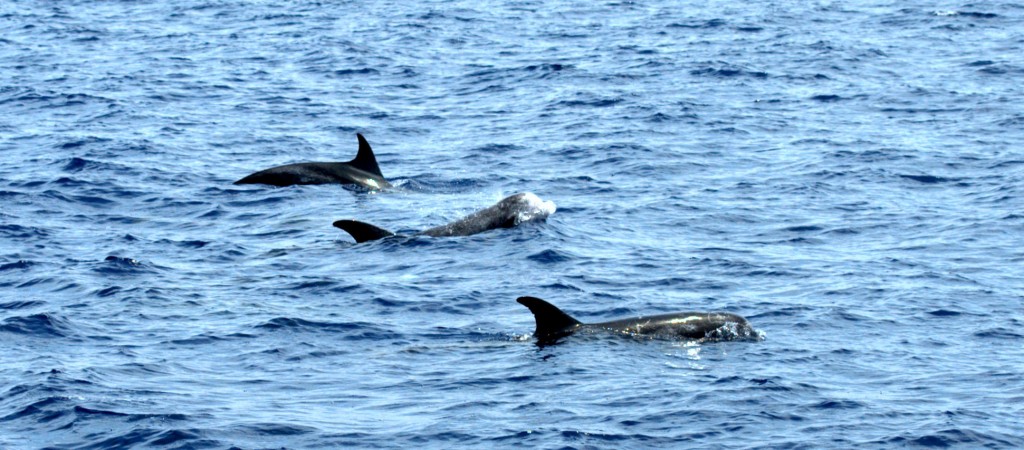 Luxury Maldives Holiday & Tours - Scuba Diving - Bellingham Safaris