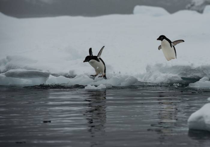 Antarctica - Luxury Safari - Bellingham Safaris