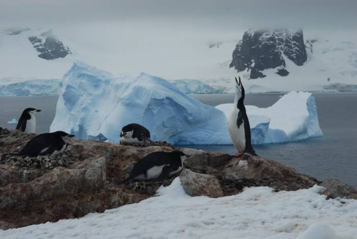 Antarctica - Luxury Safari - Bellingham Safaris