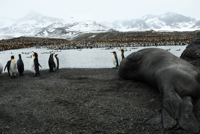 Antarctica - Luxury Safari - Bellingham Safaris