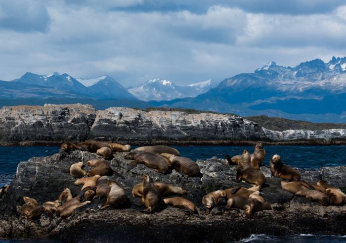 Antarctica - Luxury Safari - Bellingham Safaris