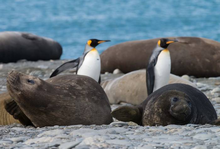 Antarctica - Luxury Safari - Bellingham Safaris