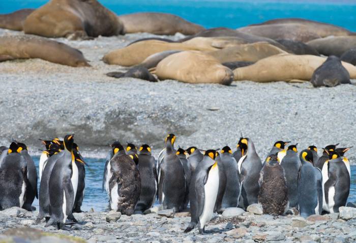 Antarctica - Luxury Safari - Bellingham Safaris