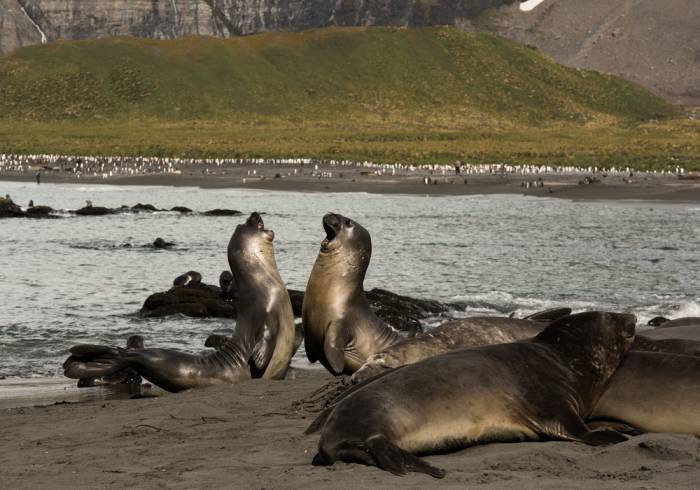 Antarctica - Luxury Safari - Bellingham Safaris