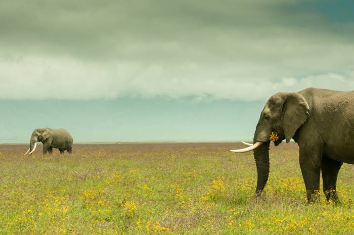 Kenya & Tanzania