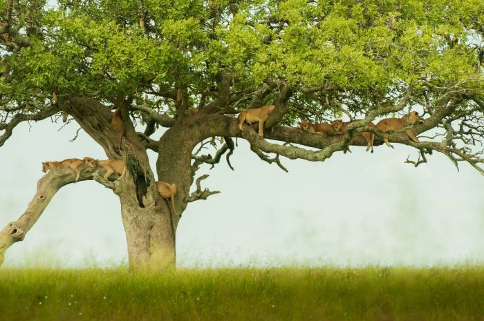 KT-Tree-climbing-Lions-by-Simon-Bellingham