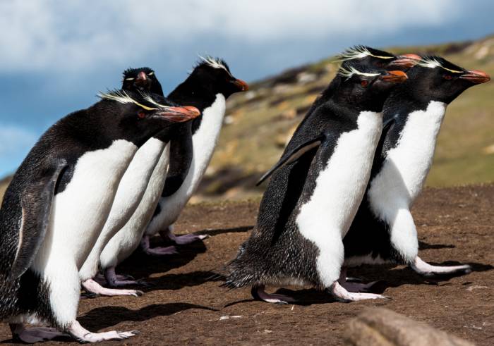 Antarctica - Luxury Safari - Bellingham Safaris