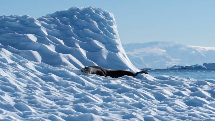 Antarctica - Luxury Safari - Bellingham Safaris