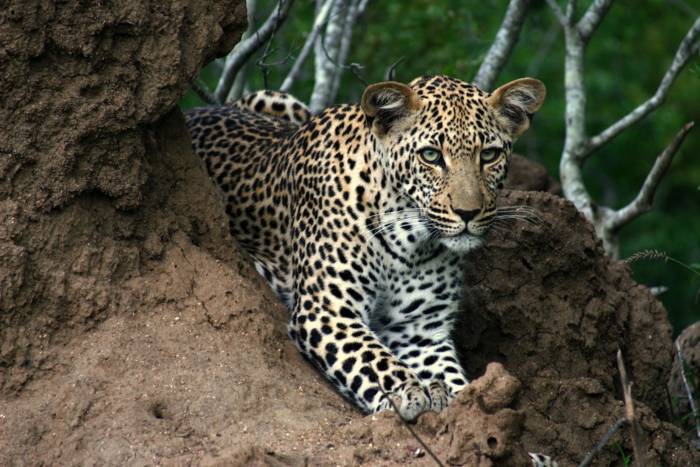Sabi Sands Top Mammals - South Africa
