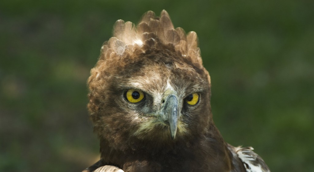 Sabi Sands Top Birds - South Africa