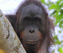Kinabatangan River Safari Top Mammals - Bellingham Safaris