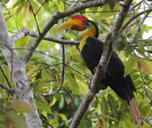 Kinabatangan River Safari Top Birds - Bellingham Safaris