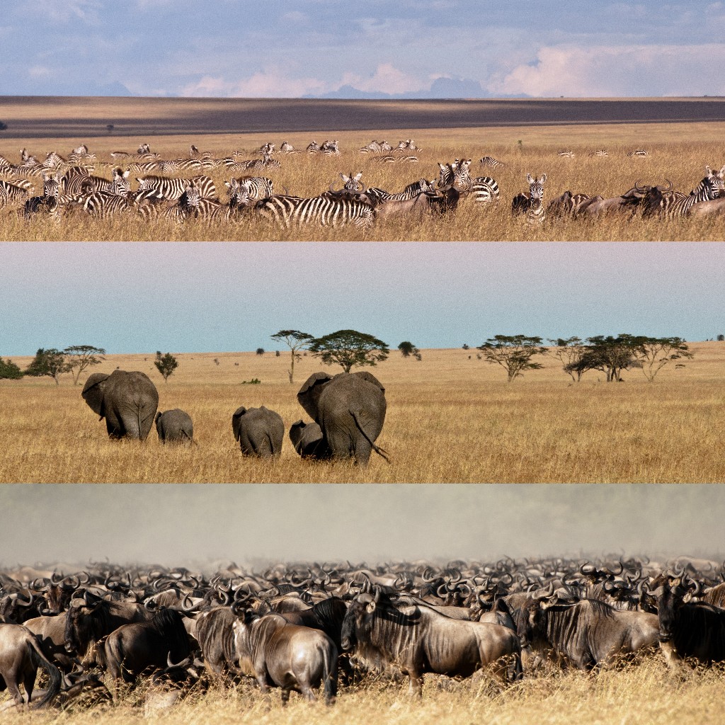 Serengeti National Park Safari (Tanzania) - Bellingham Safaris