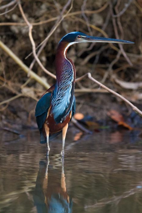 Brazil - Amazon - Luxury Safaris - Bellingham Safaris