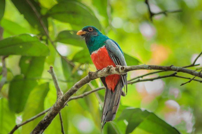 Brazil - Amazon - Luxury Safaris - Bellingham Safaris