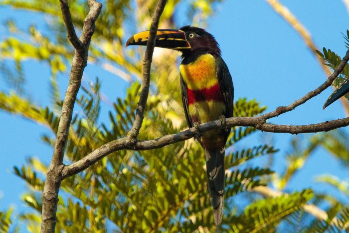 Brazil - Amazon - Luxury Safaris - Bellingham Safaris