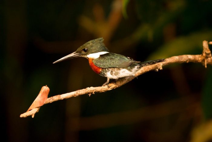 Brazil - Amazon - Luxury Safaris - Bellingham Safaris