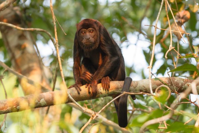 Brazil - Amazon - Luxury Safaris - Bellingham Safaris