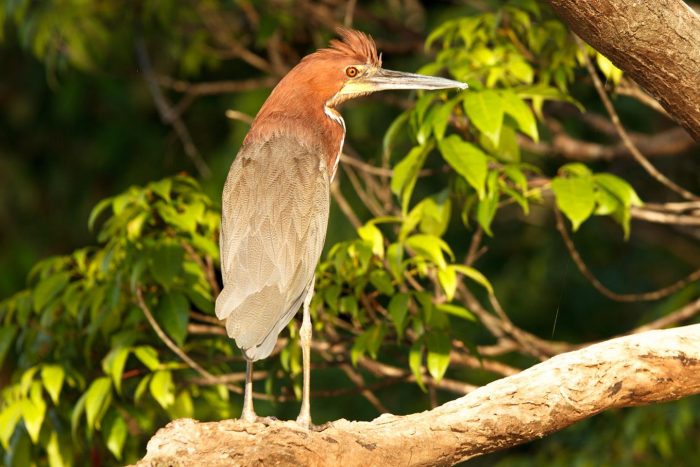 Brazil - Amazon - Luxury Safaris - Bellingham Safaris