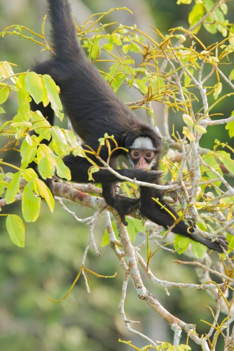 Brazil - Amazon - Luxury Safaris - Bellingham Safaris