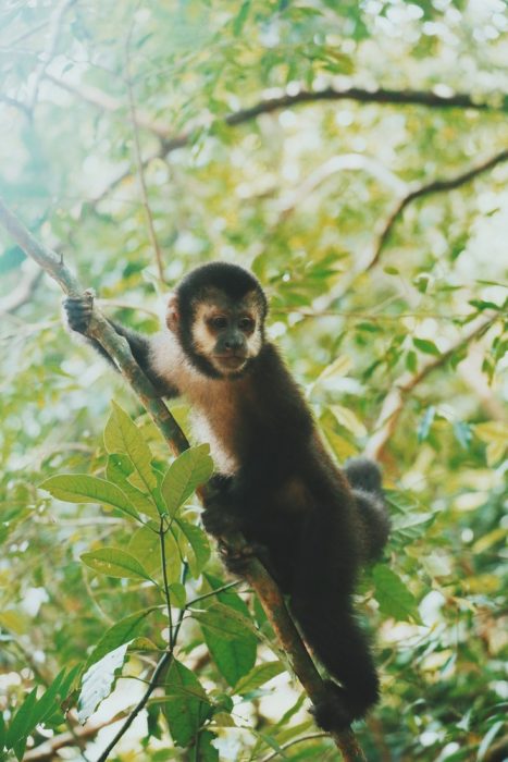 Brazil - Argentina & Chile - Bellingham Safaris - Luxury Tours