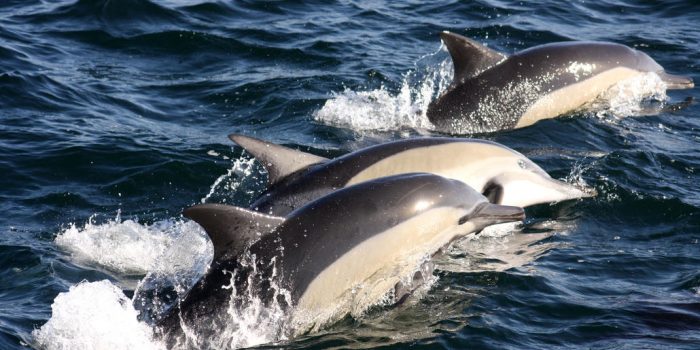 South Afrfica - Luxury safari - Bellingham Safaris