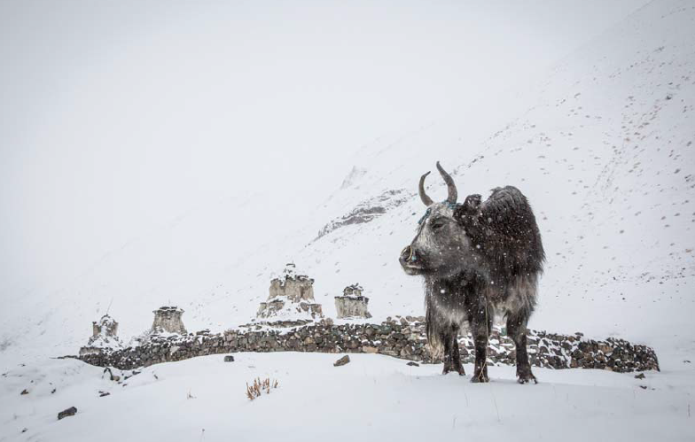 Snow Leopard Expedition 2016 Trip Report - Bellingham Safaris