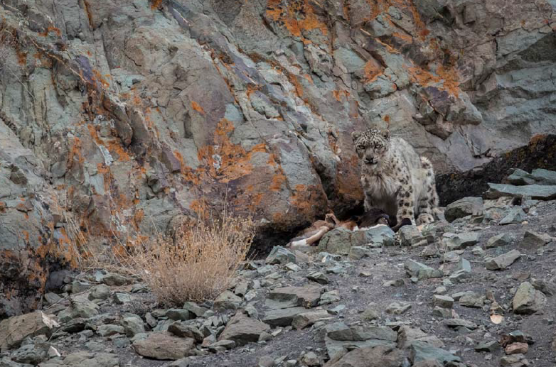 Snow Leopard Expedition 2016 Trip Report - Bellingham Safaris