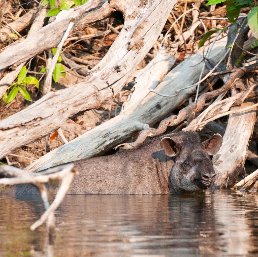 Amazon Rainforest Top Mammals