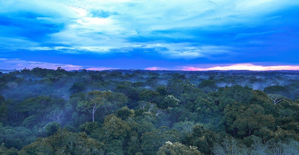 Amazon Rainforest Canopy & Riverboat Safari | Bellingham Safaris