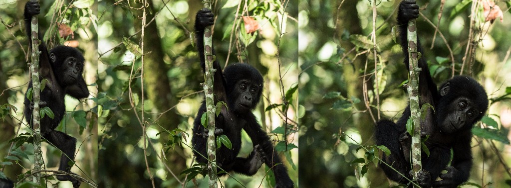 Bwindi Forest Mountain Gorilla (Uganda)