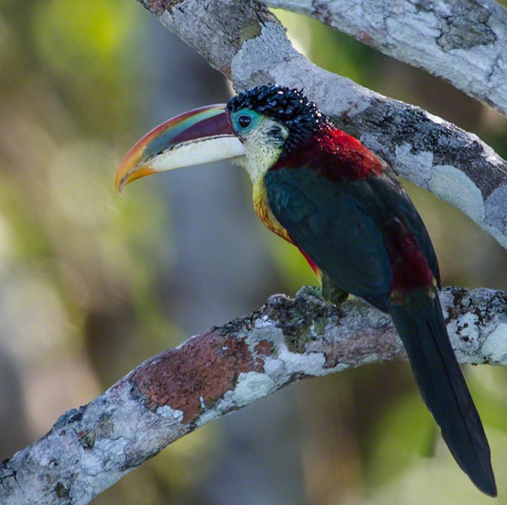 Amazon Rainforest Top Birds