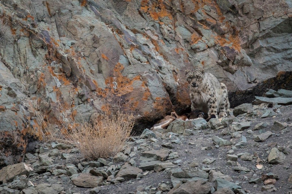 Hemis National Park (India) - October 2016