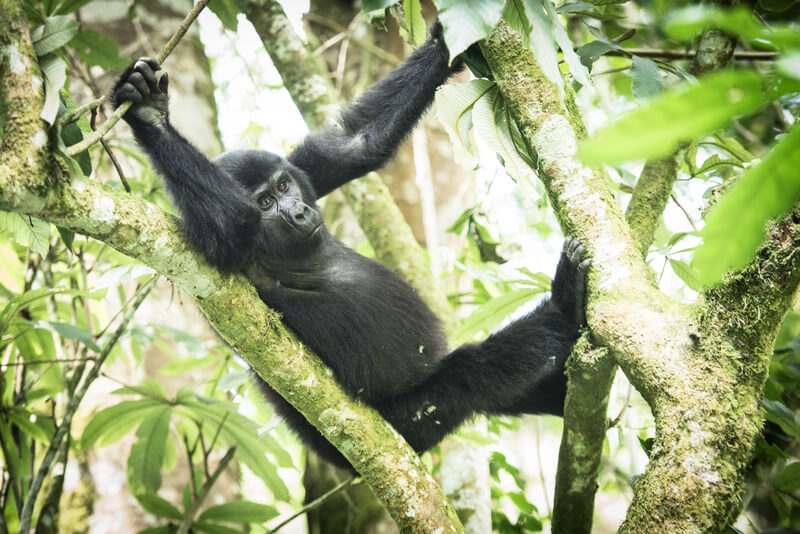 Bwindi Impenetrable Forest (Uganda) - April 2017