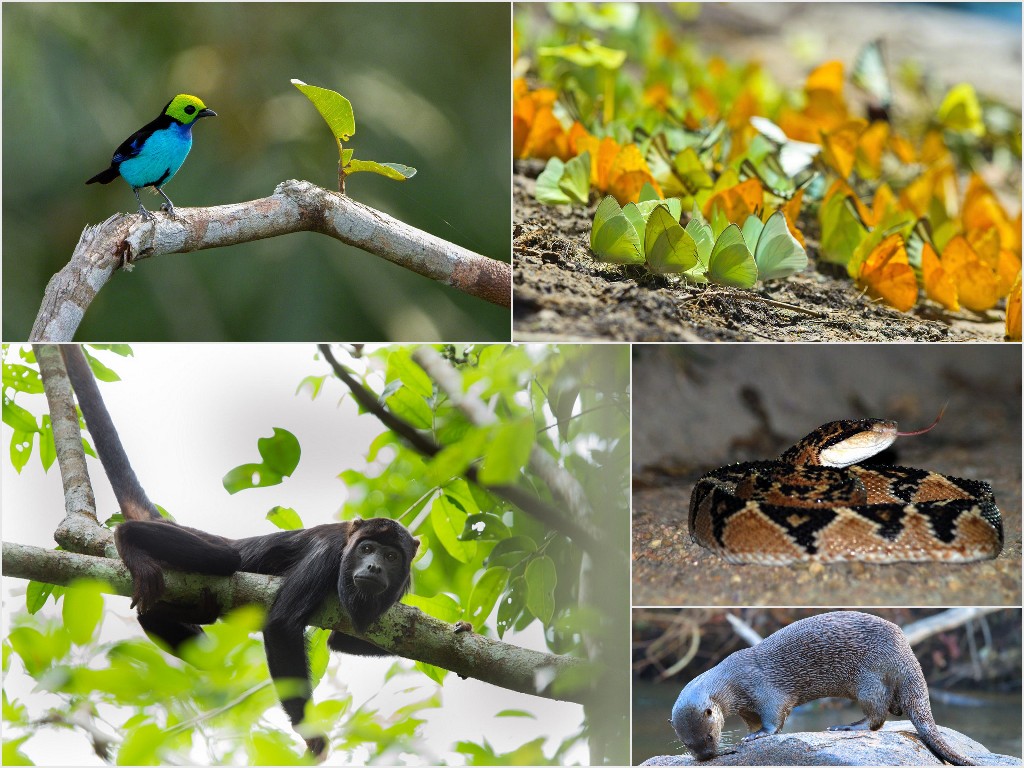 Amazon Rainforest Canopy & Riverboat Safari - Bellingham Safaris
