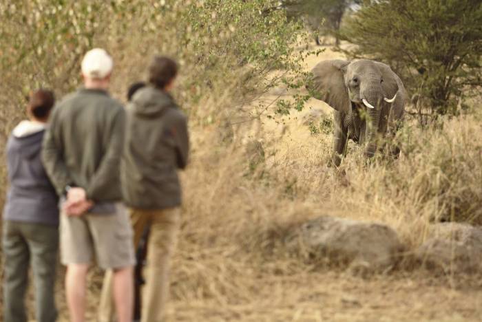Sayari serengeti walking safari