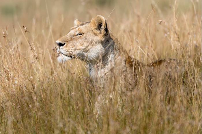 Lion
