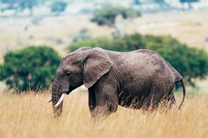 Elephant in Tanzania, Northern Serengeti