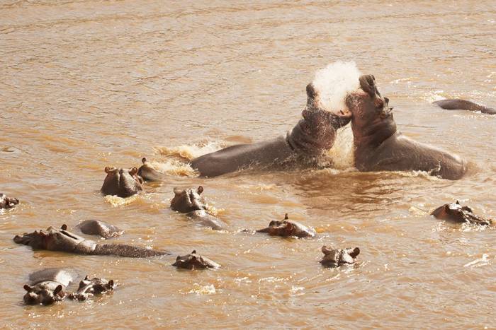 Hippo in Tanzania, Northern Serengeti