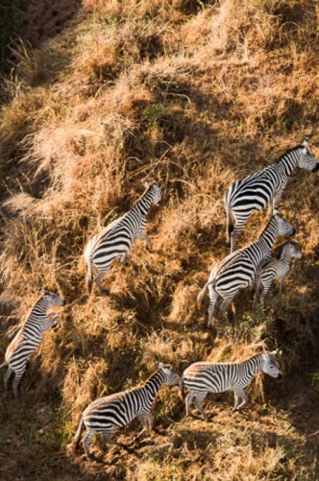 Zebra in Tanzania, Northern Serengeti