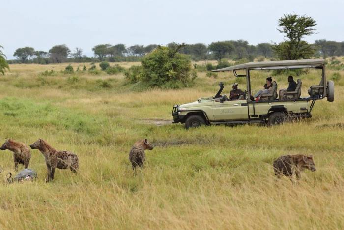 Hyena viewing on a game drive
