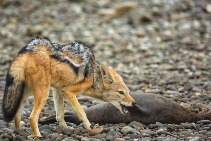 Shipwreck_Lodge_Wildlife