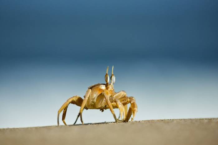 Shipwreck_lodge_Crab_on_beach