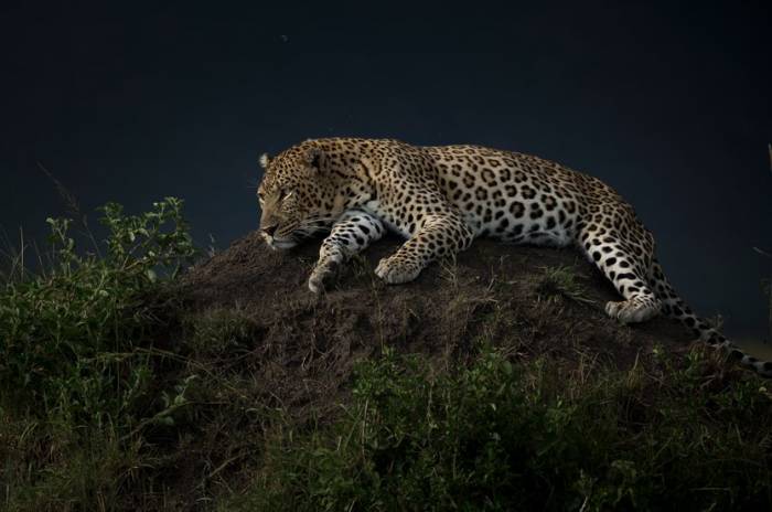Leopards of the Mara