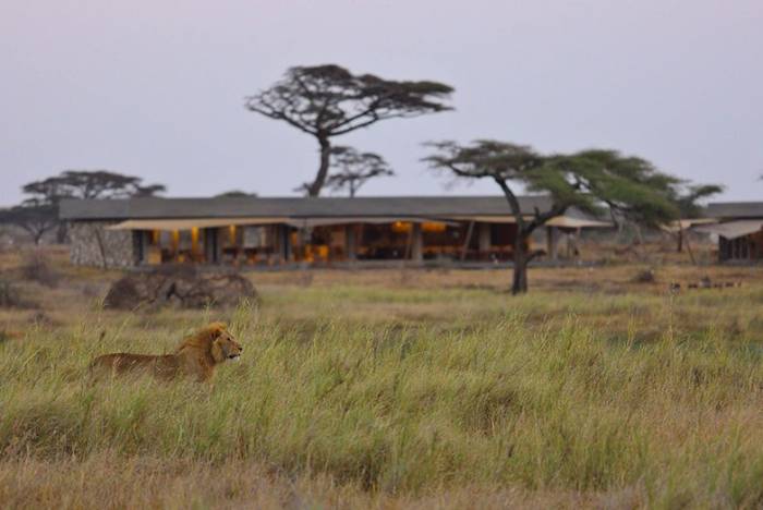 Namiri Plains - Lion near the main area Asilia Tanzania