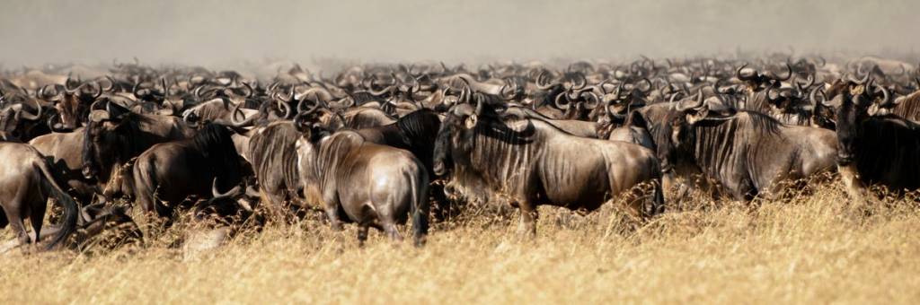 Wildebeest migration Maasai Mara by Simon Bellingham