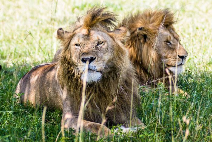 Singita Sabora - Lions Tanzania